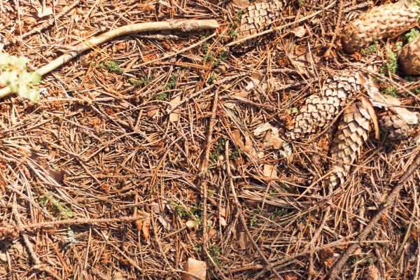 Cost of Pine Needles Removal in Riverside