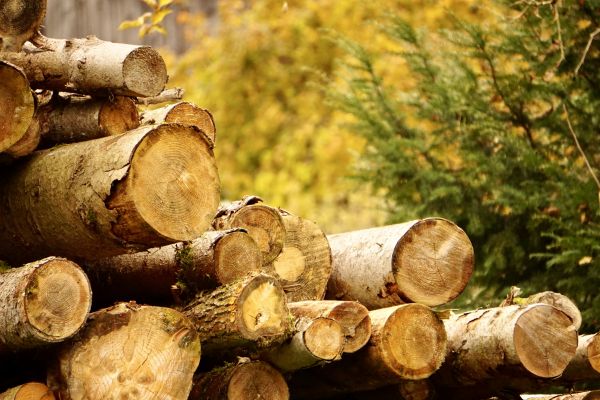 Cost of Wood Pile Removal in Riverside
