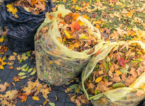 Cost of Yard Cleanup Service in Riverside