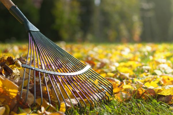 Cost of Leaf Raking Service in Riverside
