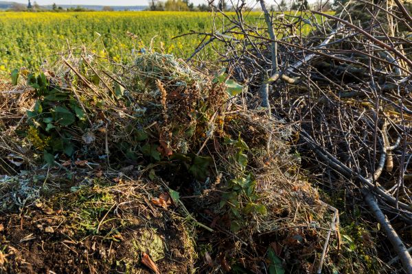 Cost of Brush Disposal in Riverside