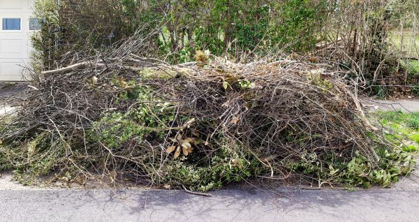 Cost of Tree Limb Cleanup in Riverside