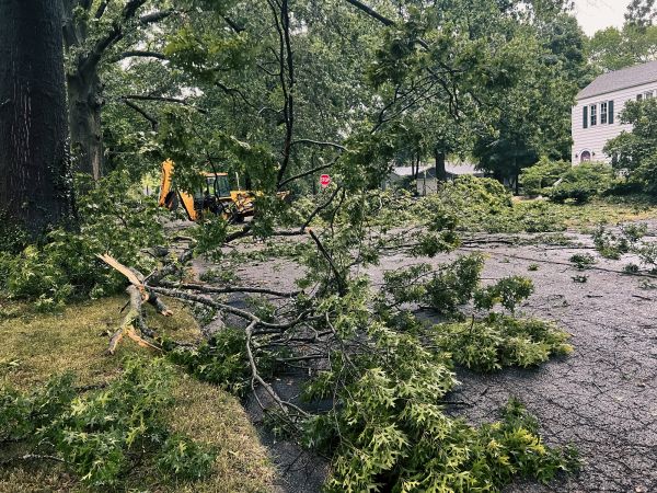 Cost of Tree Branch Disposal in Riverside