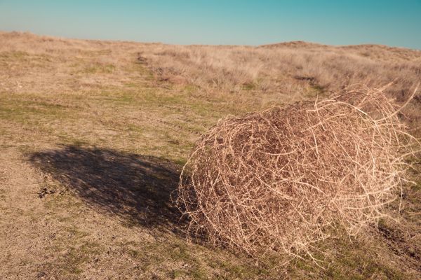 Cost of Tumbleweed Removal in Riverside