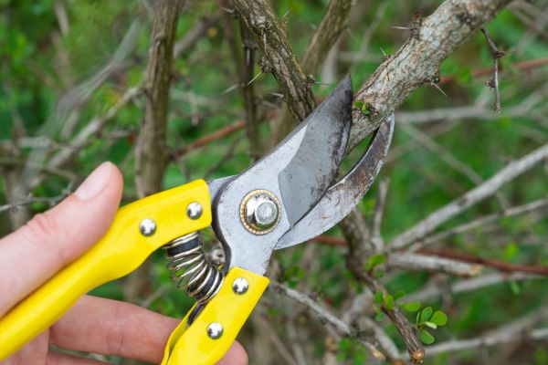 Cost of Limbs Removal in Riverside