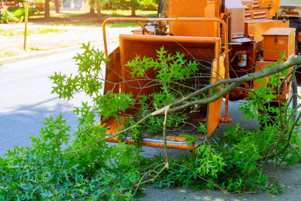Cost of Tree Branches Removal in Riverside