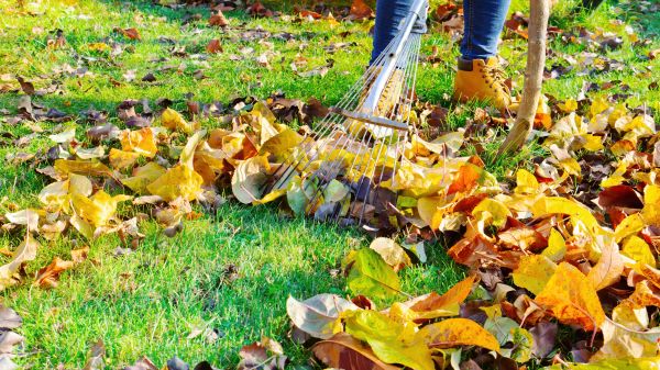 Cost of Lawn Cleanup Service in Riverside