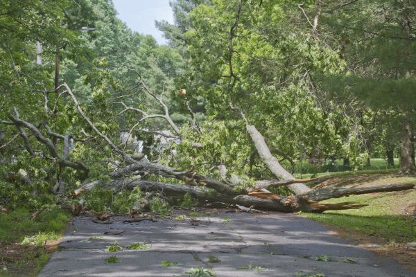 Cost of Tree Debris Removal in Riverside