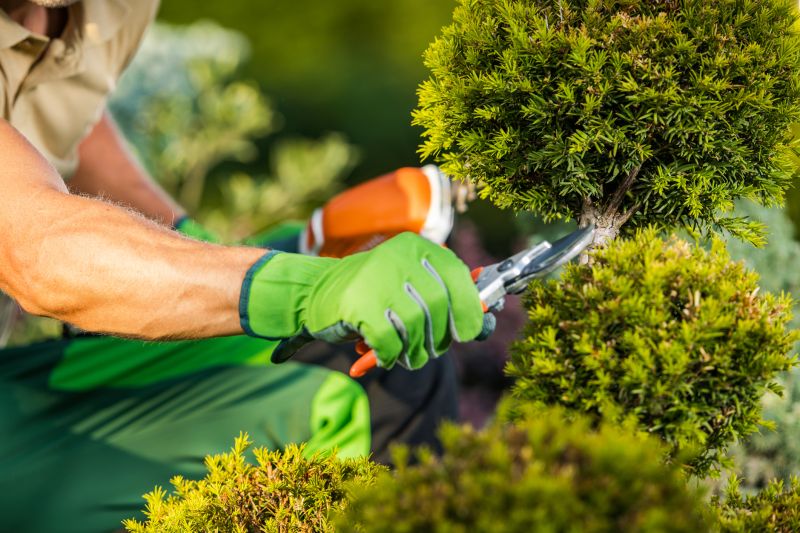 Tree and Shrub Pruning Services